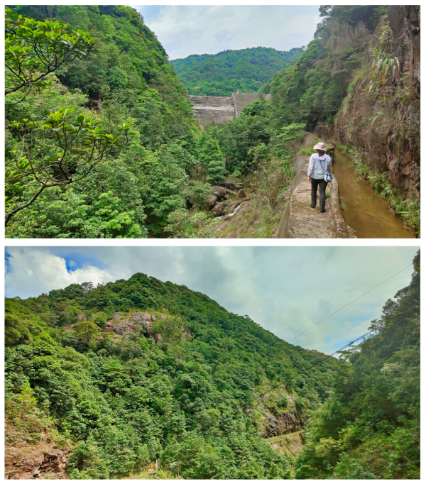 鼎盛证券 无需种子，空中生根：科学家这样抢救国宝博罗红豆